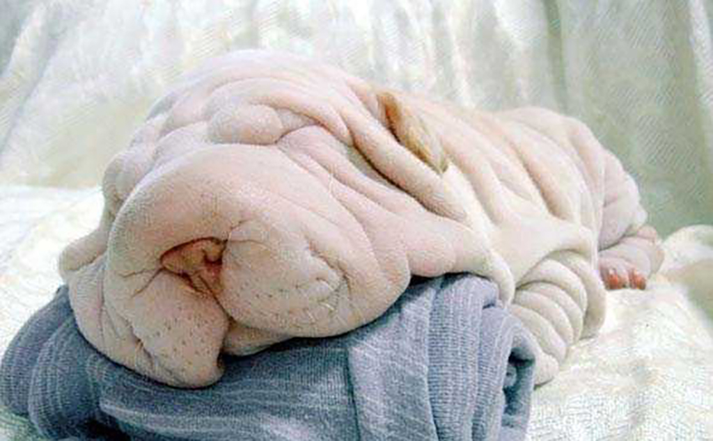 Puppy with wrinkly skin